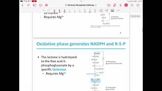 Lecture 13  pentose phosphate pathway [upl. by Leeban]