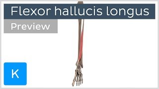 Functions of the flexor hallucis longus muscle preview  3D Human Anatomy  Kenhub [upl. by Holey]