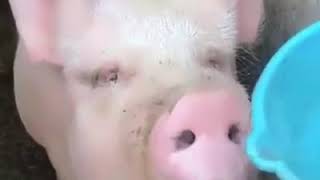 Thirsty Pig Drinks Water  9GAG it [upl. by Imis962]