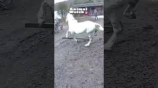 🤪 Funny Farm  Caught On Camera 🦃🐐 [upl. by Hayley]