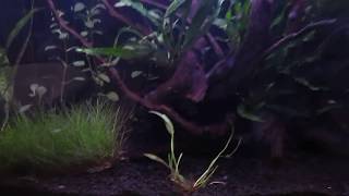 Aqua one aquanano 60 tropical aquarium planted tank tour Dainty corydoras [upl. by Enenaj]