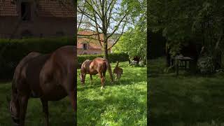 Cutie foal viral foryou fypシ germany love animals funny comedy nature horse foal foals [upl. by Anrat659]