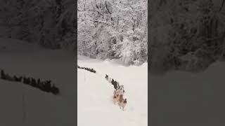 Line of Chickens Marches through Snow🐔 [upl. by Anyat]