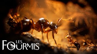 LES FOURMIS  BATAILLE On attaque le territoire des termites [upl. by Nitsir]