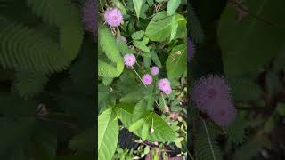 Sensitive mimosa pudica plant 🌱 [upl. by Sunderland]