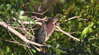 Green Heron Calling [upl. by Barbi]