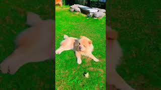 LOVE CHOWCHOW TEDDY BEAR BHALOO newsong music chowchow doglover pets puppychow [upl. by Athelstan]