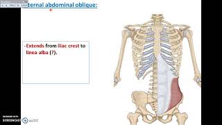 Overview of Abdomen 2  Muscles of Anterior Abdominal Wall  Dr Ahmed Farid [upl. by Adnauqal]