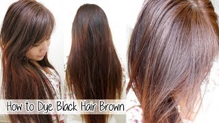 How to Dye Hair from Black to Brown Without Bleach l Loreal HiColor Vanilla Champagne [upl. by Lraed674]