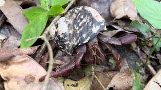 Wild hermit crabs all over in Manzanillo Costa Rica [upl. by Winthorpe]