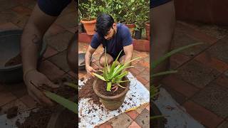 ALOE VERA PLANT CARE 🌱shorts ytshorts youtubeshorts alovera reels konkan marinerakash [upl. by Ytineres]