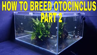 How To Breed Otocinclus Part 2 [upl. by Pachston836]