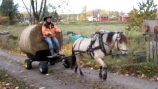 Qveiars Leil Gaist pulling home a strawbale [upl. by Yrellav]