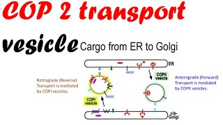 COP 2 transport vesicles  vesicle transport [upl. by Vyky]