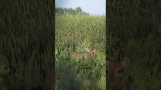 Freeze deer close whitetails freeze [upl. by Grayson100]