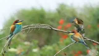 Bienenfresser  European Beeeater  Merops apiaster [upl. by Able41]