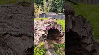 Otters starving to death 5mins til dinner Northumberland Zoo [upl. by Nahij]