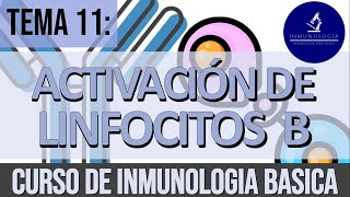 Activación y Diferenciación de Linfocitos B  DependienteIndependiente de T  Memoria Inmunológica [upl. by Arratal459]