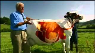 A Cows Digestive System  YouTube [upl. by Kolivas556]