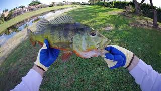 Freshwater Fishing In South Florida  Peacock and Largemouth Bass [upl. by Nonnaehr589]