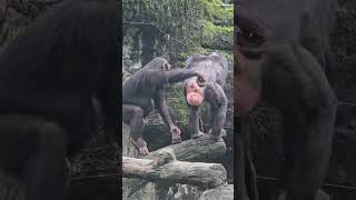 ChimpanzeePan troglodytesTaipei Zoo [upl. by Aiker546]