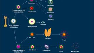 Pediatric Aplastic Anemia Your Questions Their Answers 51117 [upl. by Aicilyt]