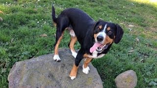 Alfie the Entlebucher Mountain Dog Training Rear End Awareness [upl. by Auqenes747]