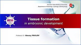 02 General embryology Tissue formation in embryonic development [upl. by Harri]