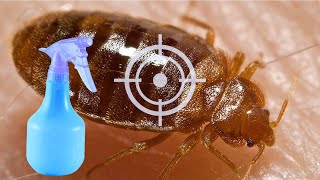 The Best Homemade Bed Bug Spray Recipe [upl. by Sindee]