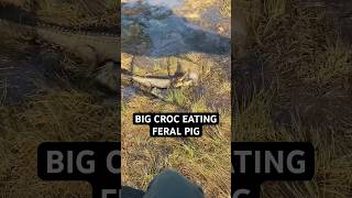 Big Croc Eating Feral Pig Australia outback wildcreek [upl. by Siloum875]