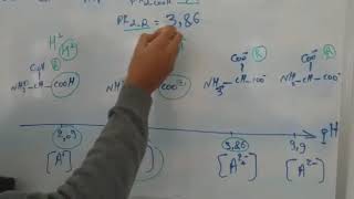 Acides aminés Dissociation Ionisation تأين الأحماض الأمينيةcas dun AA diacidecalcul de pHi [upl. by Ennayd]