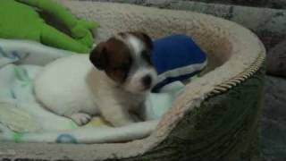 PetyRough CoatJack Russell Terrier Puppy [upl. by Dirfliw]