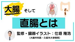 大腸、そして直腸とは 【どんな臓器？肛門との関係は？】「直腸がん大事典」 [upl. by Eelloh]