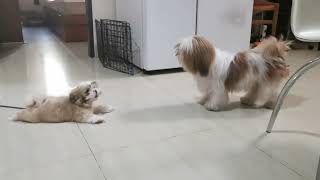 Shih Tzu Barking 1 Molly and Loly [upl. by Atekihs]