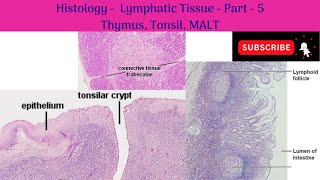 Histology of Lymphatic tissue  Part 5  Thymus Tonsil MALT Anatomy mbbs education [upl. by Felipe824]