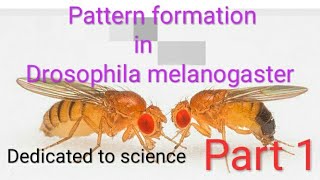 Pattern formation in Drosophila melanogaster Part 1 [upl. by Horick]