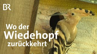 Wiedehopf  Vogel des Jahres 2022 Brutpaare in der Oberpfalz  Zwischen Spessart amp Karwendel  BR [upl. by Yellac813]