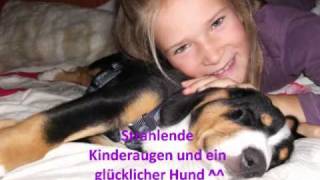 Entlebucher Sennenhund quotAresquotWunderschöne Welpenzeit [upl. by Ev]