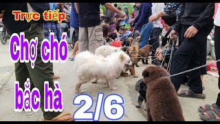 Trực tiếp chợ chó bắc hà 265 chợ rất nhiều chó đẹpBac Ha maket dog bachatv bachamaketdog [upl. by Noseyt632]