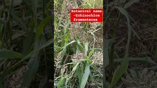 सांवा के पौधे का वानस्पतिक नाम  Echinochloa frumentacea  Sava ka chaval  shorts millet [upl. by Macey]