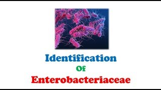 Microbiology 🔤  Biochemical Tests and Identification of Enterobacteriaceae [upl. by Rheinlander]