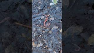 Biggest worm ever🪱😱recommended funny thehonorfamily funnyvideos worms insects [upl. by Beverie269]