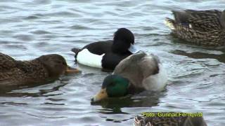 VIGG Tufted Duck Aythya fuligula Klipp  186 [upl. by Nhguav]