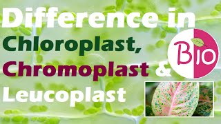 Difference in Chloroplast Chromoplast and Leucoplast by Simply The Best BIO [upl. by Turro28]