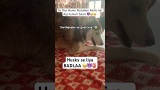 Hoomans se Husky Pareshan 😥😂🚨 funny husky shorts doglovers [upl. by Ahcsas13]