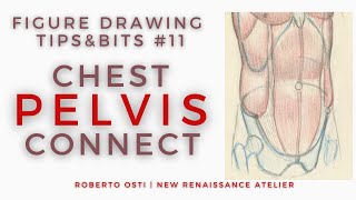 Chest Pelvis Connect Rib Cage amp Pelvis  Figure Drawing TipsampBits 11 [upl. by Nemrac799]