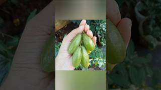 Bilimbi fruits shortsgardening [upl. by Alick]