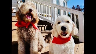 THE TRUTH ABOUT GOLDENDOODLES IS IT THE RIGHT BREED FOR YOU [upl. by Fife]