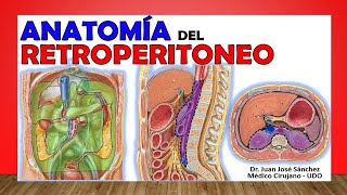 🥇 Anatomía del RETROPERITONEO Límites Contenido ¡Fácil Explicación [upl. by Beth797]