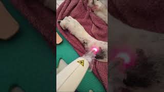 LASER V E IV FISIOTERAPIA VETERINÁRIA Drª Giulia MestreUFRRJ [upl. by Sonitnatsnok611]